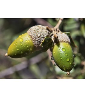 lomo iberico de bellota