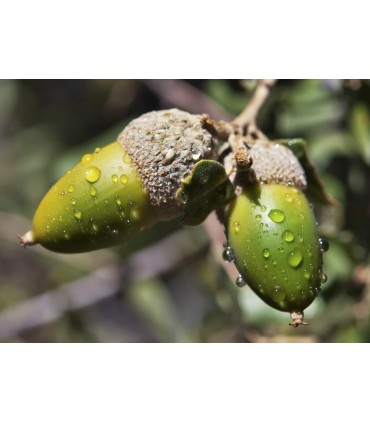 lomo iberico de bellota